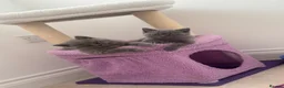 British Shorthair cats for sale: British shorthair kittens  - Advert 10