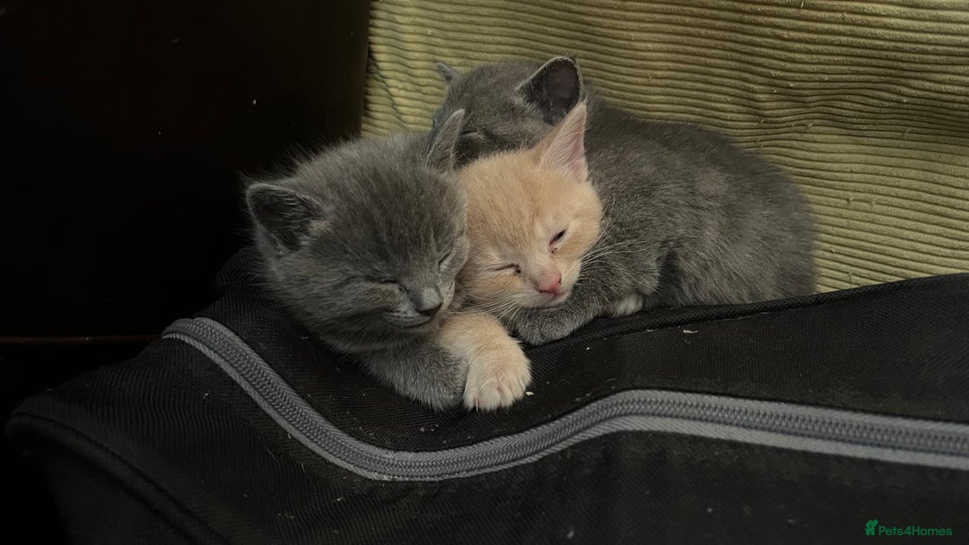 Mixed Breed cats for sale: 3 2 month old TORTIE x BRITISH SHORTHAIR KITTENS - Image 33