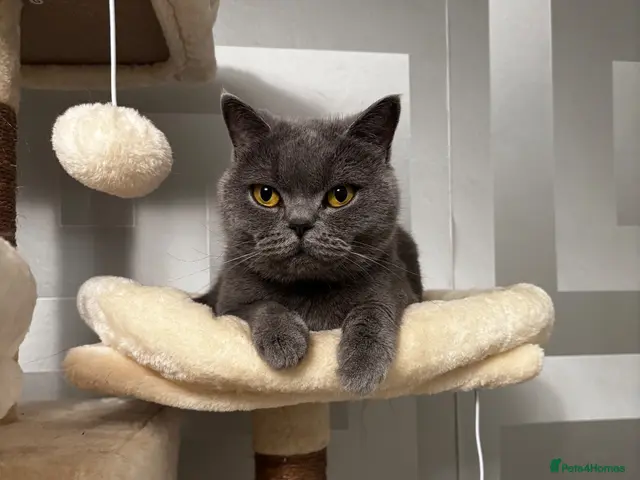 British Shorthair cats for sale: Blue British Shorthair - Advert 15