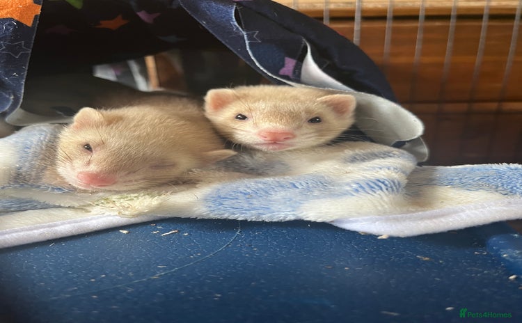 Ferret rodents - Advert 6