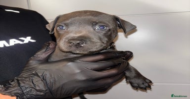 Staffordshire Bull Terrier dogs - Advert 8