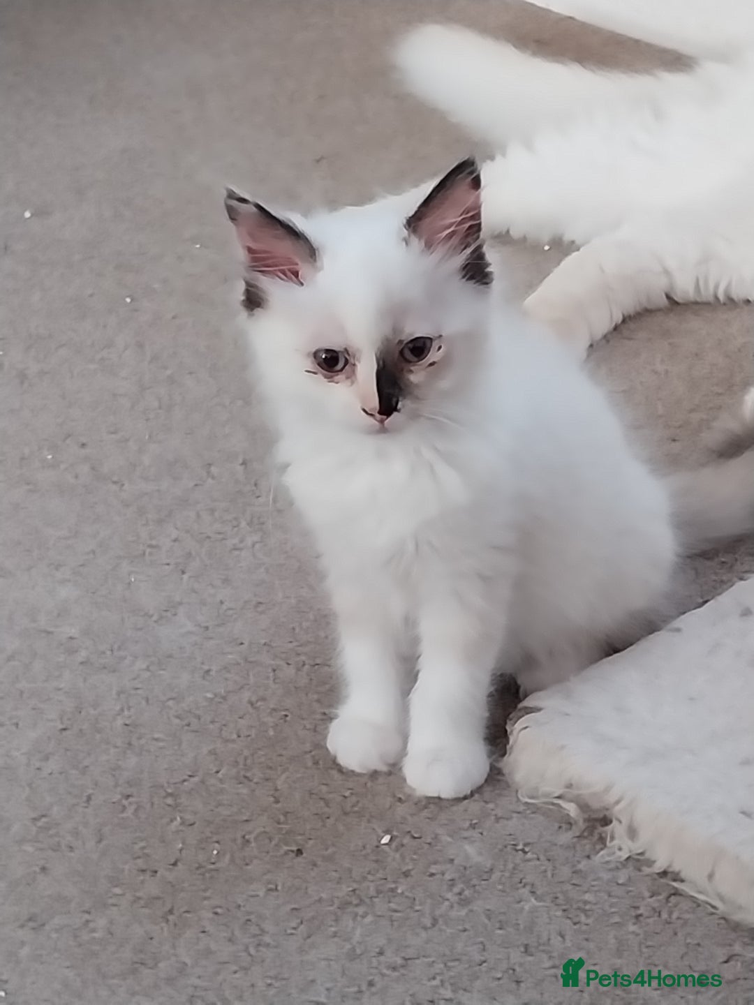 Ragdoll cats for sale: 2 Beautiful Ragdoll girls for sale - Image 8