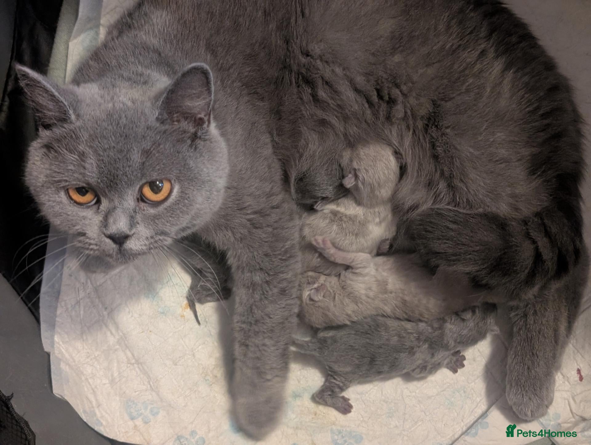 British Shorthair cats British shorthair lilac female kitten  - Advert 1