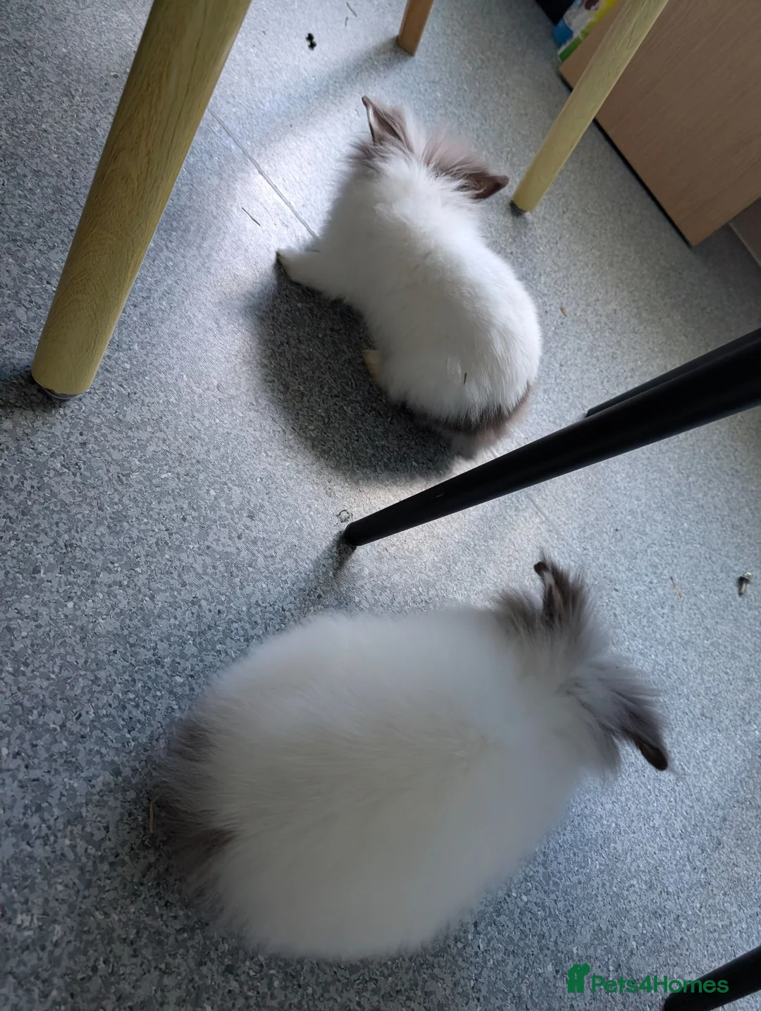 Lionhead rabbits for sale: Double Maned BE Lionheads in London - Advert 26