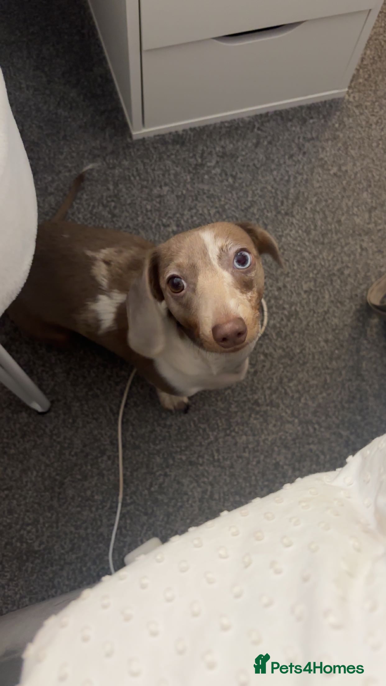 Dachshund dogs One year old female dachshund for sale  - Advert 1
