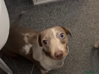 Dachshund dogs One year old female dachshund for sale - Advert 1