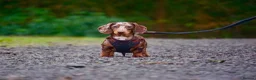 Miniature Dachshund dogs for sale: KC Reg Mini Dachshund Puppies Chocolate Dapple  - Advert 11