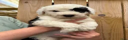 Old English Sheepdog dogs for sale: Kc Registered Old English Sheepdogs  - Advert 5