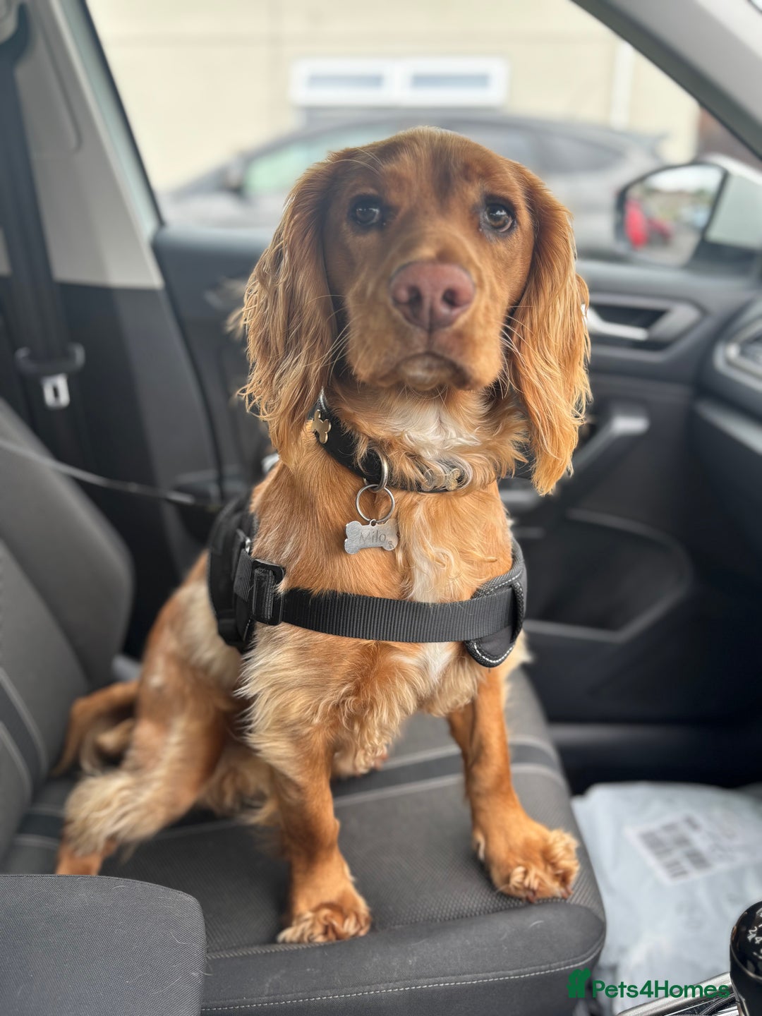 Cocker Spaniel dogs for sale: Cocker spaniel Male 1 year old  - Advert 15