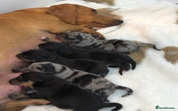 Miniature Dachshund dogs for sale: Ready to leave 20th of December🥰🐾 - Advert 6