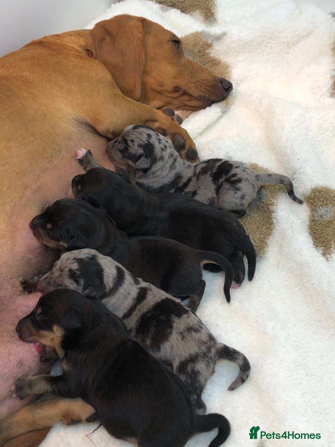 Miniature Dachshund dogs for sale: Ready to leave 20th of December🥰🐾 - Advert 6