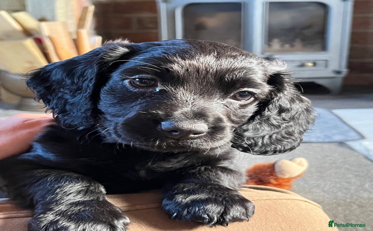 Cocker Spaniel dogs Cocker spaniel puppies - Advert 8