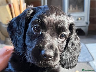 Cocker Spaniel dogs Cocker spaniel puppies - Advert 7