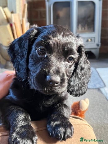 Cocker Spaniel dogs Cocker spaniel puppies - Advert 7