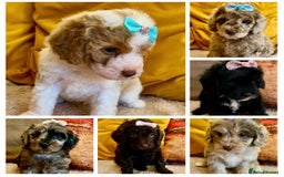 Cavapoo dogs for sale: TOY Fluffy Cavapoo’s From Health Tested Parents - Image 38