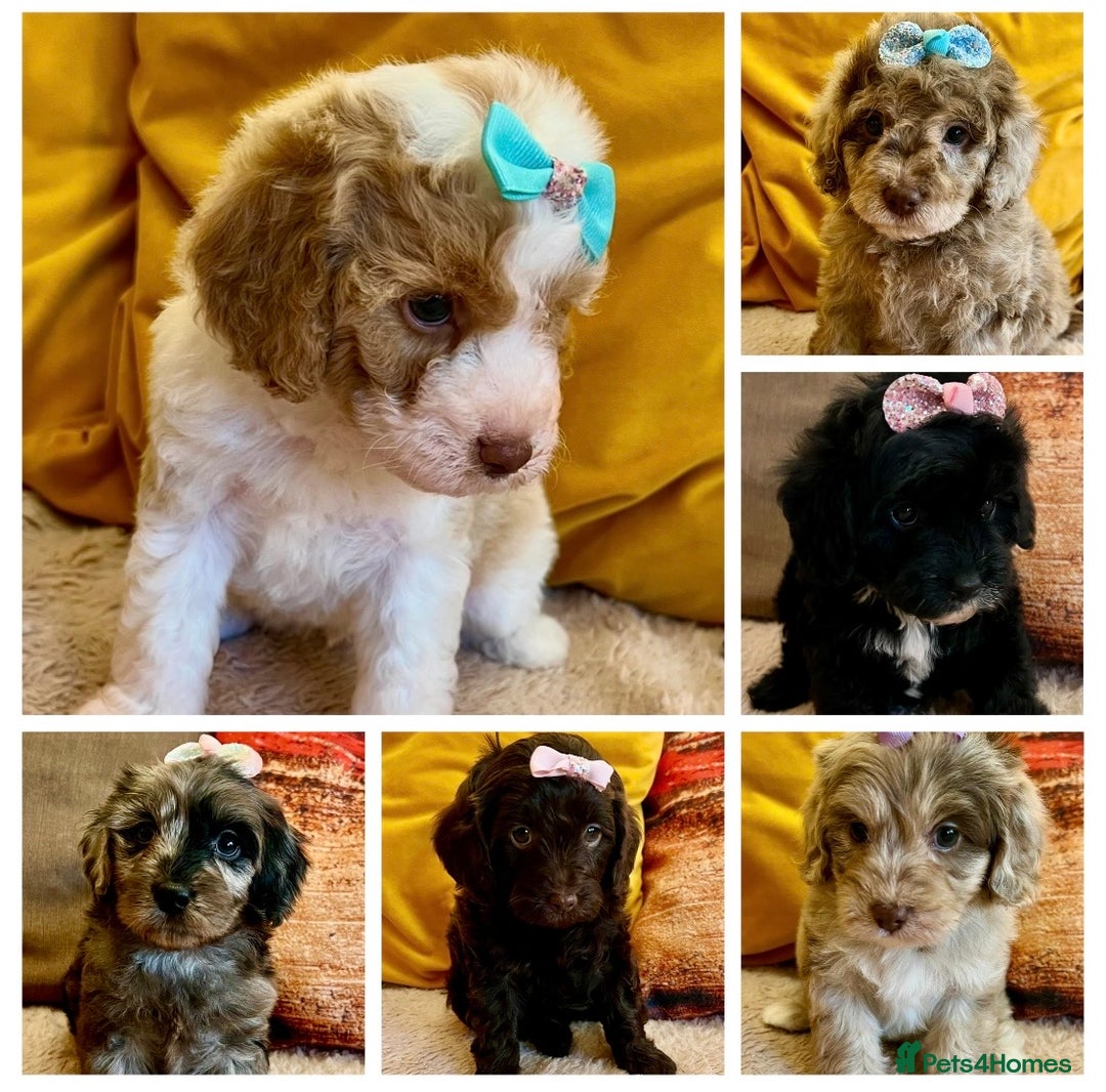 Cavapoo dogs for sale: TOY Fluffy Cavapoo’s From Health Tested Parents - Image 38