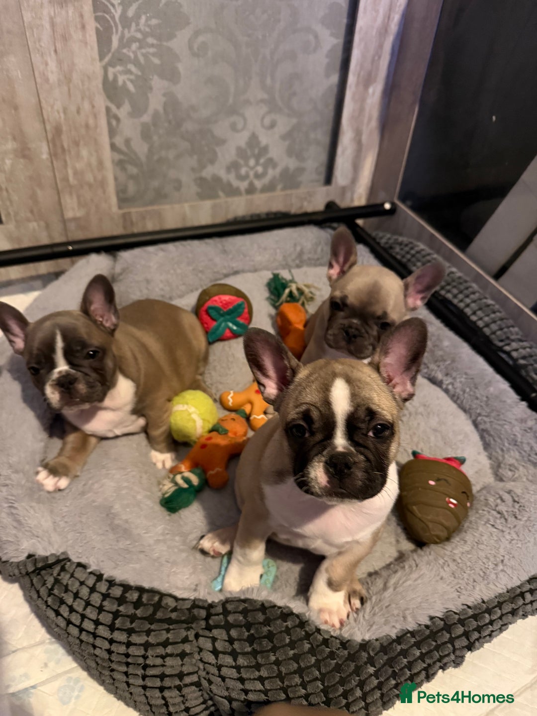 French Bulldog dogs for sale: 4 beautiful French bulldog puppies - Advert 2