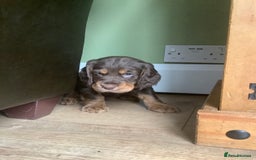 Cocker Spaniel dogs for sale: Working Cocker Spaniels - Advert 14