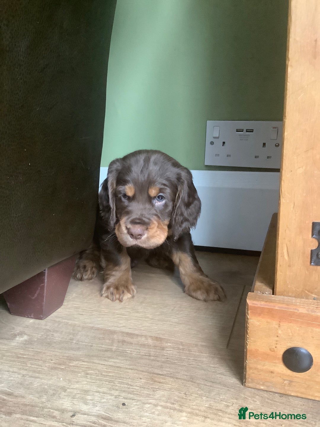Cocker Spaniel dogs for sale: Working Cocker Spaniels - Advert 14