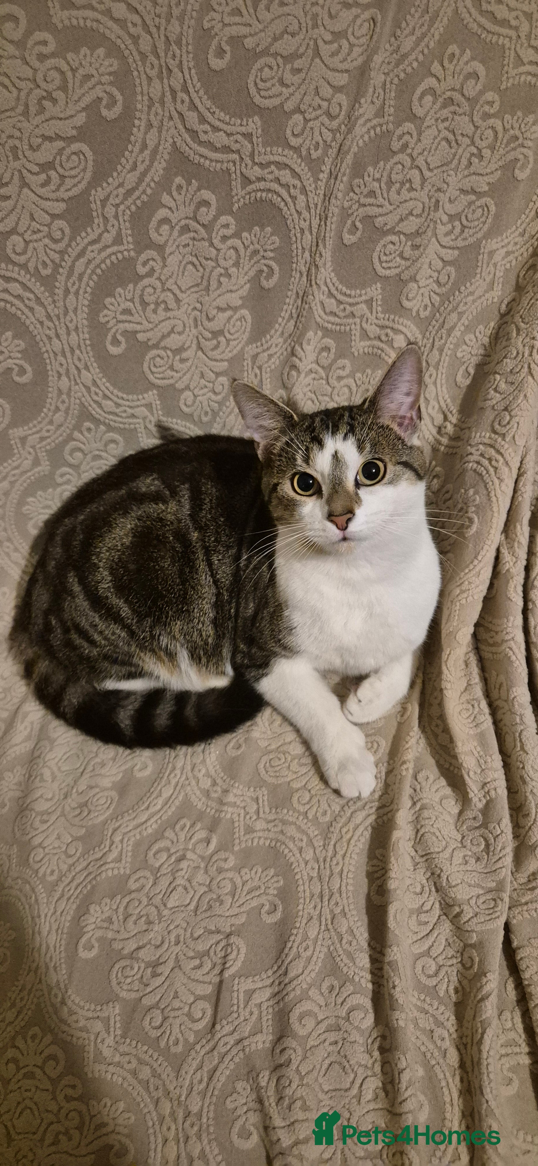 Tibetan cats Beautiful male cat - Advert 2