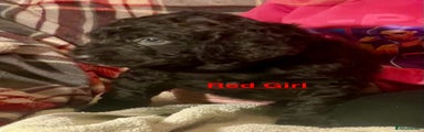 Irish Water Spaniel Puppy 5 Red Girl