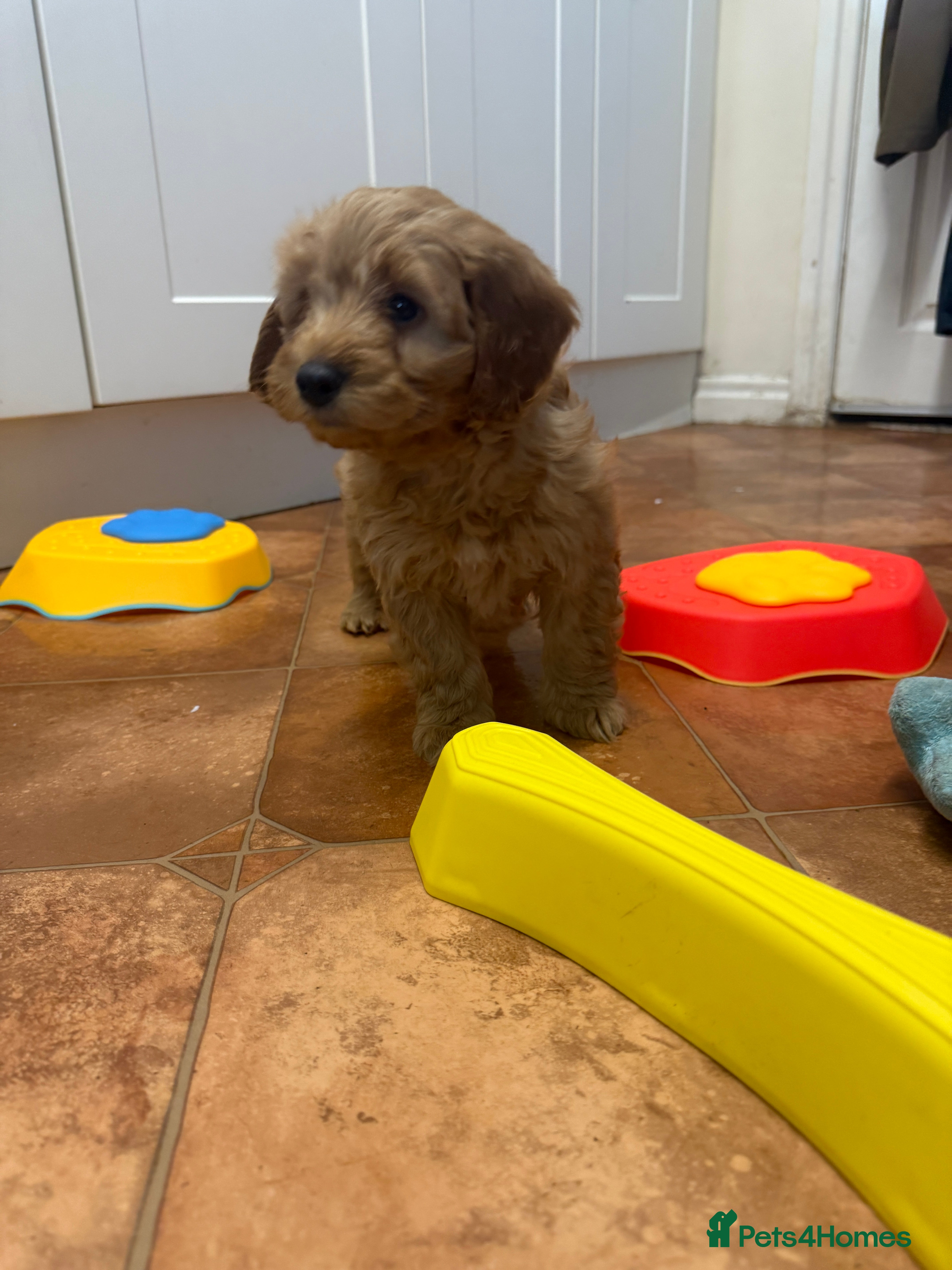 Cockapoo dogs Beautiful Health Tested Cockapoo Puppies - Advert 14