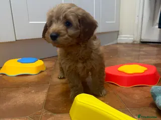 Cockapoo dogs Beautiful Health Tested Cockapoo Puppies - Advert 14