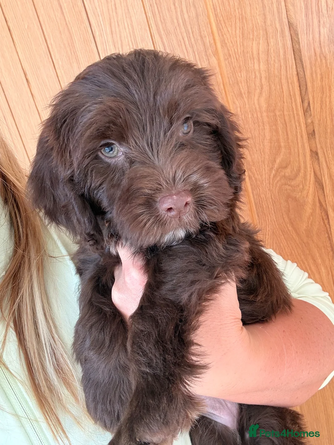 Cockapoo dogs for sale: ⭐ READY NOW ⭐ 2 LEFT! Beautiful Cockapoo puppies.  - Advert 1