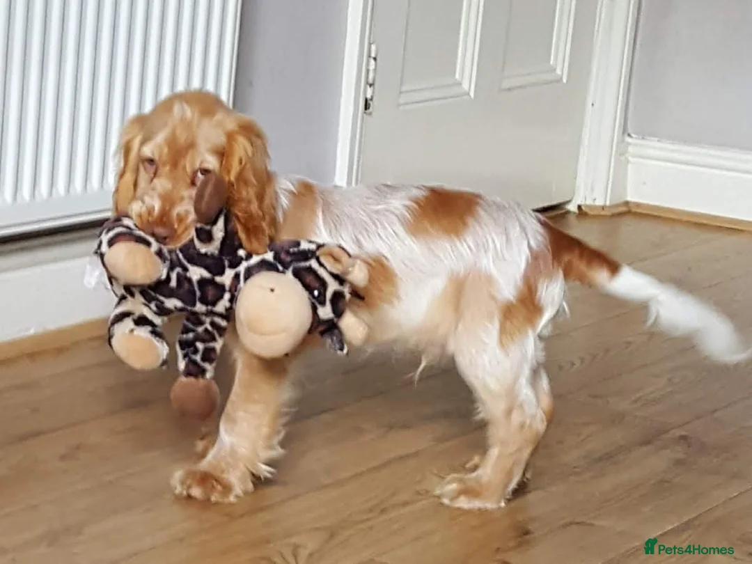 Cocker Spaniel dogs for stud: Proven Handsome Show Cocker Spaniel For Stud in Rochdale - Advert 10