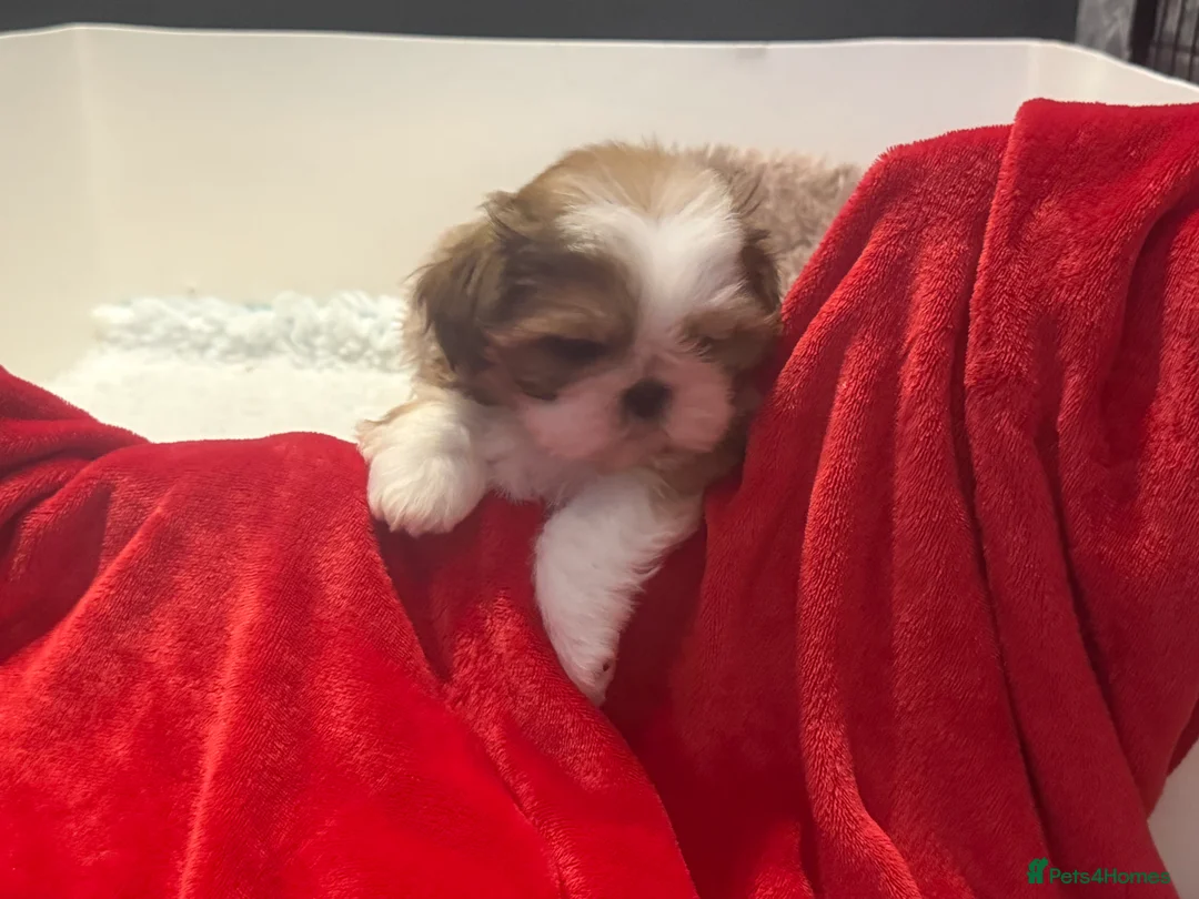 Shih Tzu dogs for sale: Stunning breed standard Shih Tzus  - Advert 15