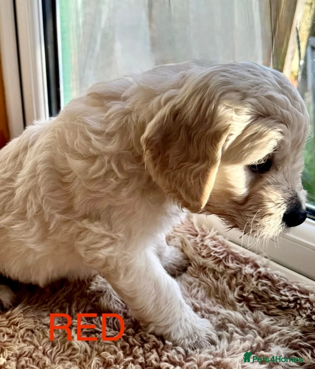 Goldendoodle dogs for sale: ⚜️GOLDENDOODLES⚜️ Simply Stunning - Advert 1
