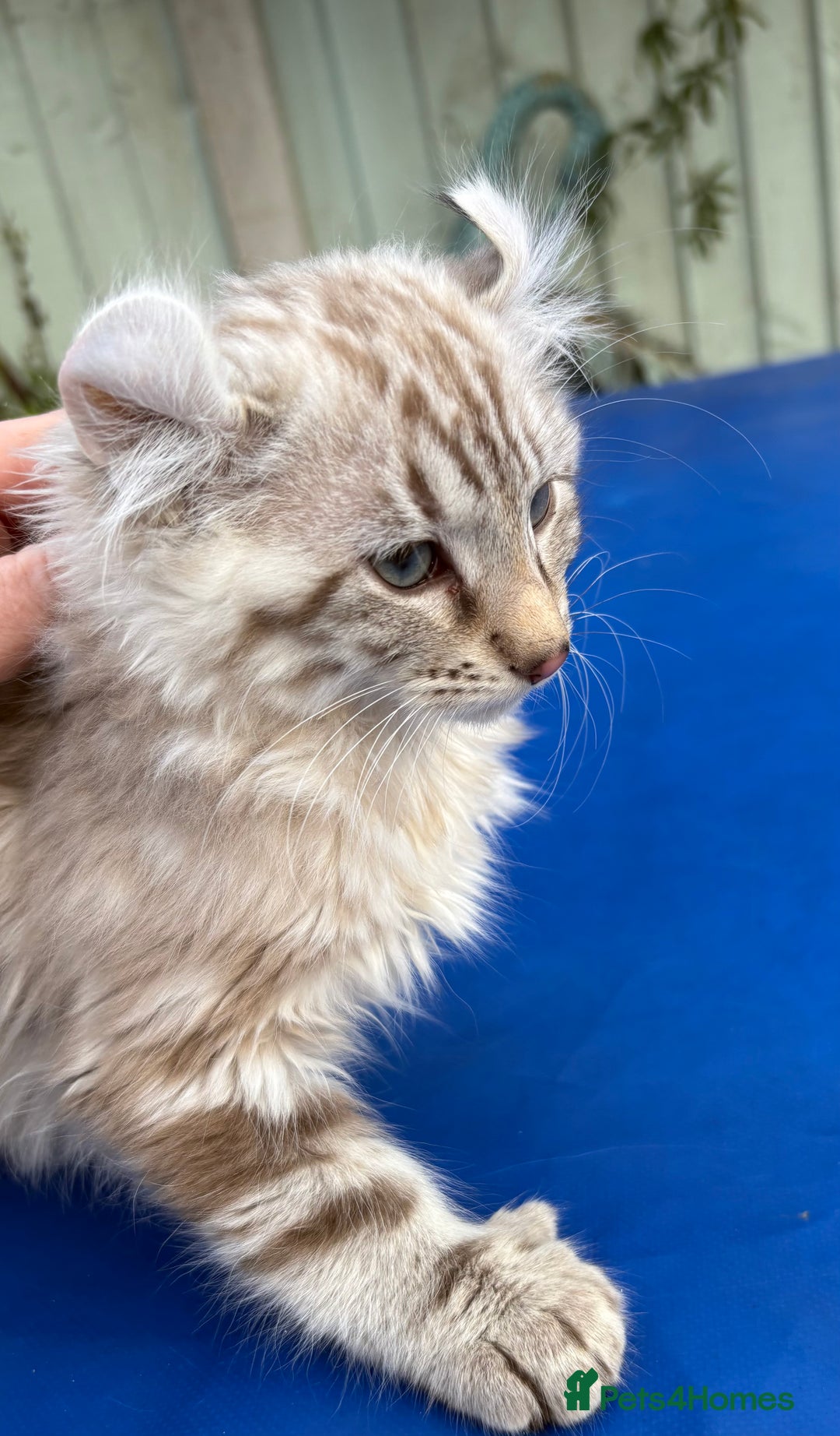 Keetso cats for sale: Stunning rare longhaired polydactyl curled eared  - Advert 17