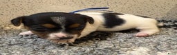 Jack Russell dogs for sale: Miniature jack Russell puppies  - Advert 2