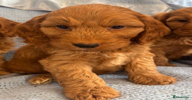 Cockapoo dogs - Advert 13