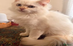 Ragdoll cats for sale: Long-haired Ragdoll Kitten Icy Blue Eyes 💎🐾 - Image 5