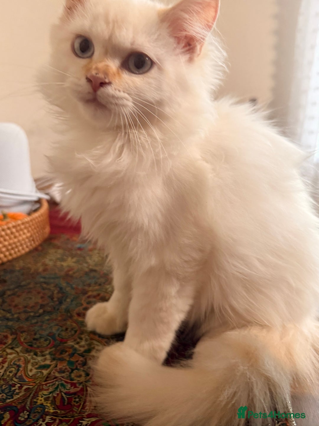 Ragdoll cats for sale: Long-haired Ragdoll Kitten Icy Blue Eyes 💎🐾 - Image 5