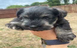 Miniature Schnauzer dogs for sale: KC reg Beautiful miniature Schnauzer puppies  - Image 2