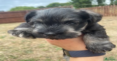 Miniature Schnauzer dogs - Advert 8