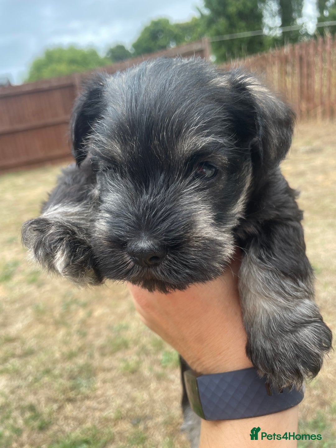 Miniature Schnauzer dogs for sale: KC reg Beautiful miniature Schnauzer puppies  - Image 2