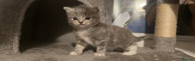 British Shorthair 3
