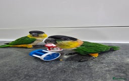 Parrots birds for sale: Hand reared Baby Black Headed Caiques  - Image 3