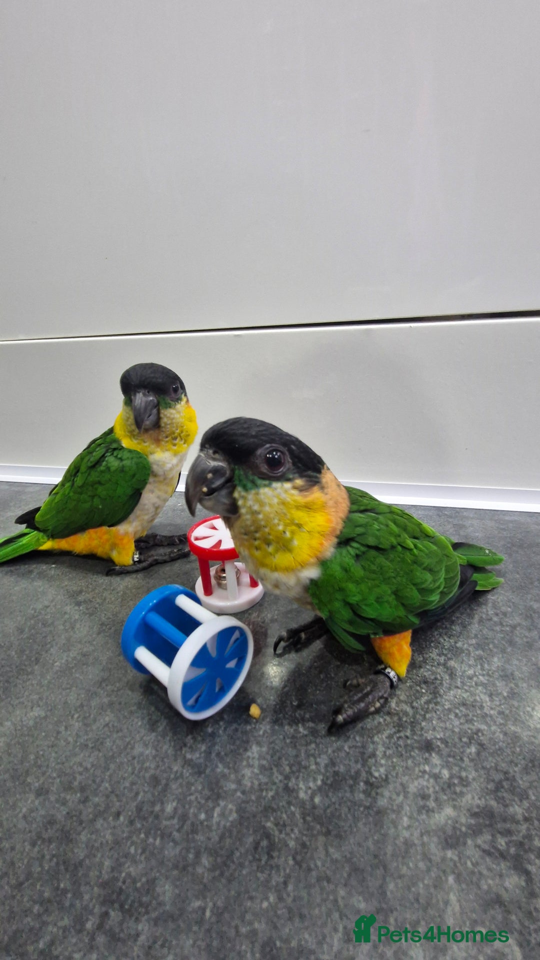 Parrots birds for sale: Hand reared Baby Black Headed Caiques  - Image 3