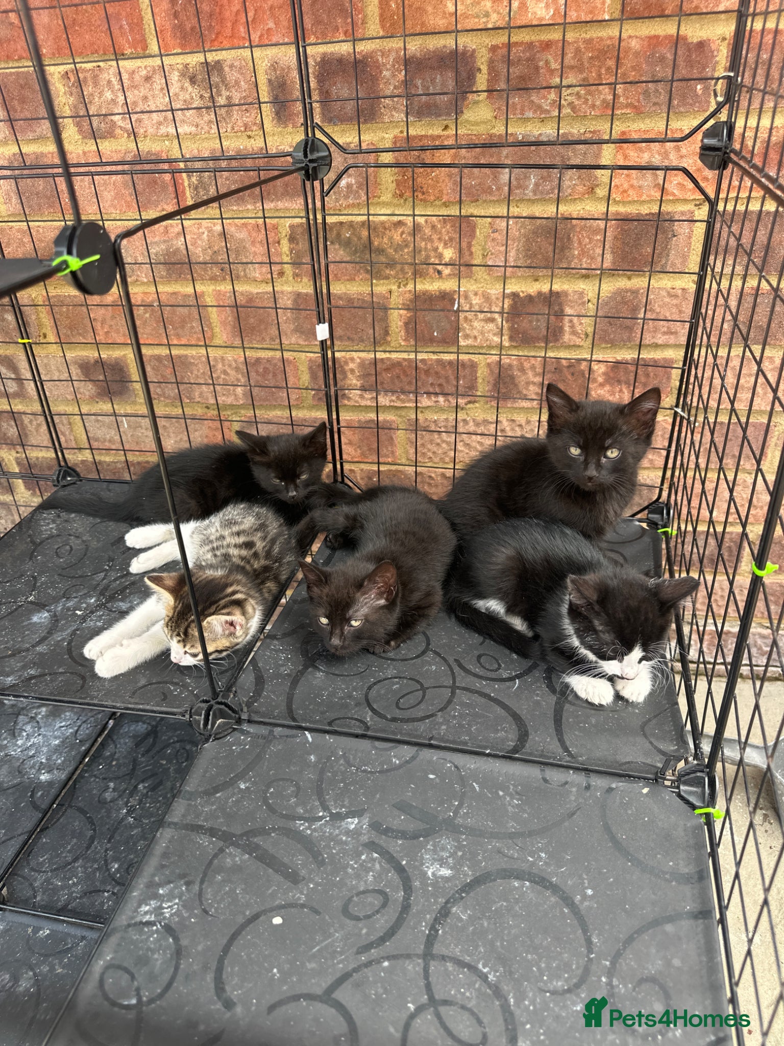 Mixed Breed cats Adorable Mixed Breed Kittens Ready - Advert 1
