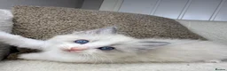 Ragdoll cats for sale: 3 male ragdolls left  ⭐️NOW TAKING VIEWINGS⭐️ - Advert 11