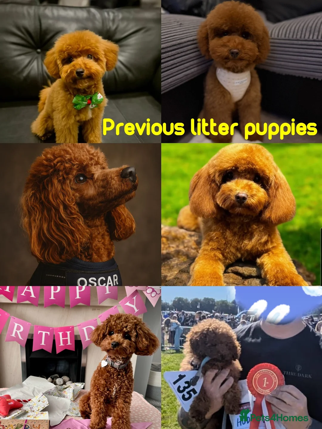 Toy Poodle dogs for sale: KC dark ExtraTiny toy poodle puppies champion line - Advert 7