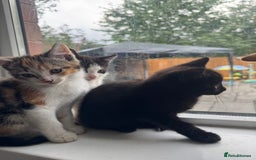 Mixed Breed cats for sale: Ready to go :) Beautiful playful kittens  - Image 8