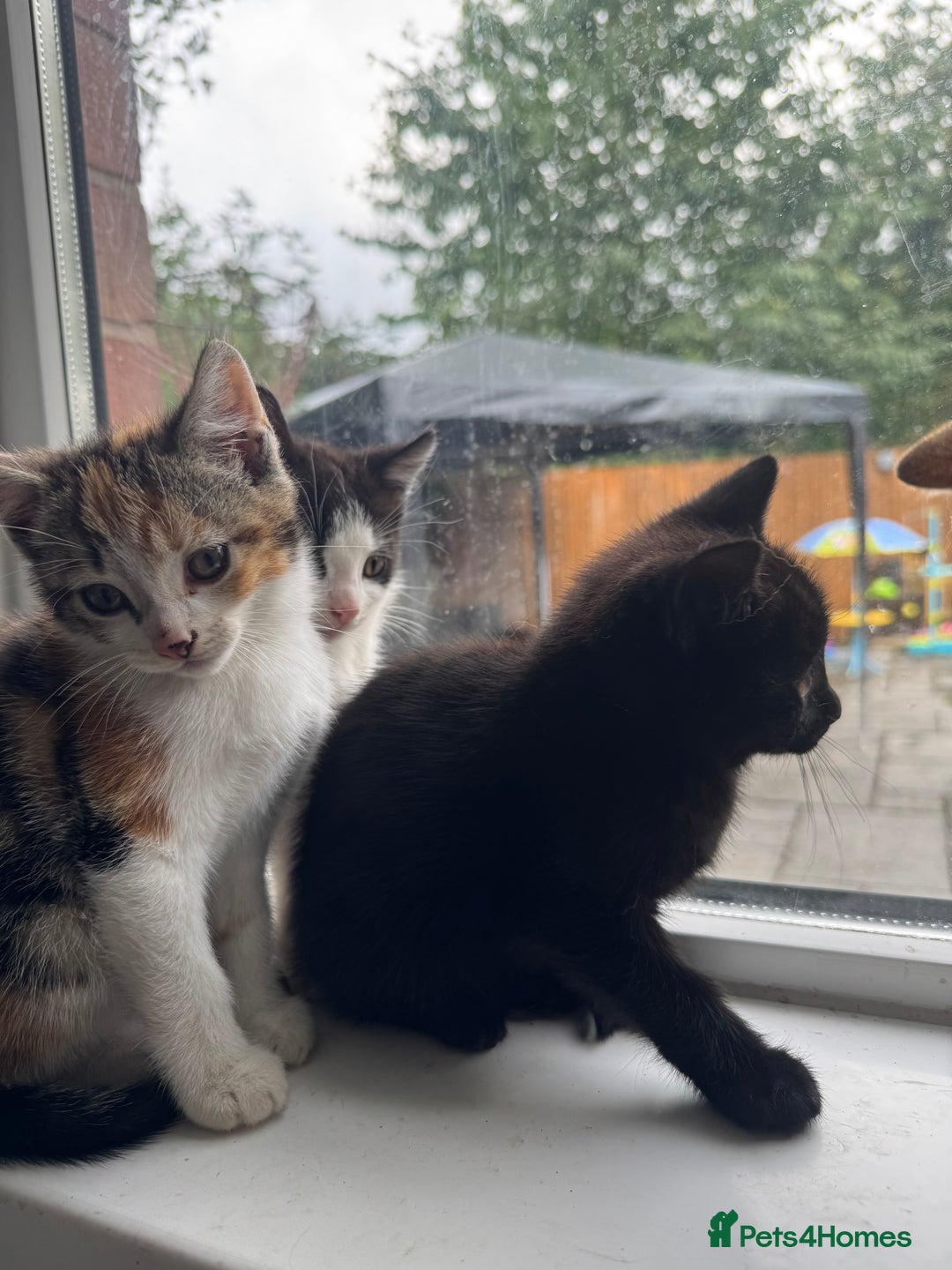 Mixed Breed cats for sale: Ready to go :) Beautiful playful kittens  - Image 8