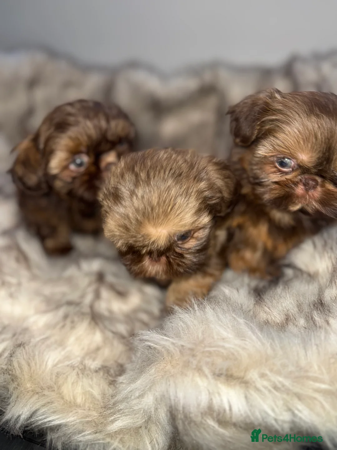 Shih Tzu dogs for sale: Last imperial shihtzu boy 🐻 real life teddy bear  - Advert 4