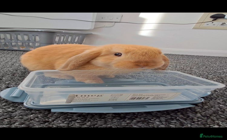 Mini Lop rabbits - Advert 14