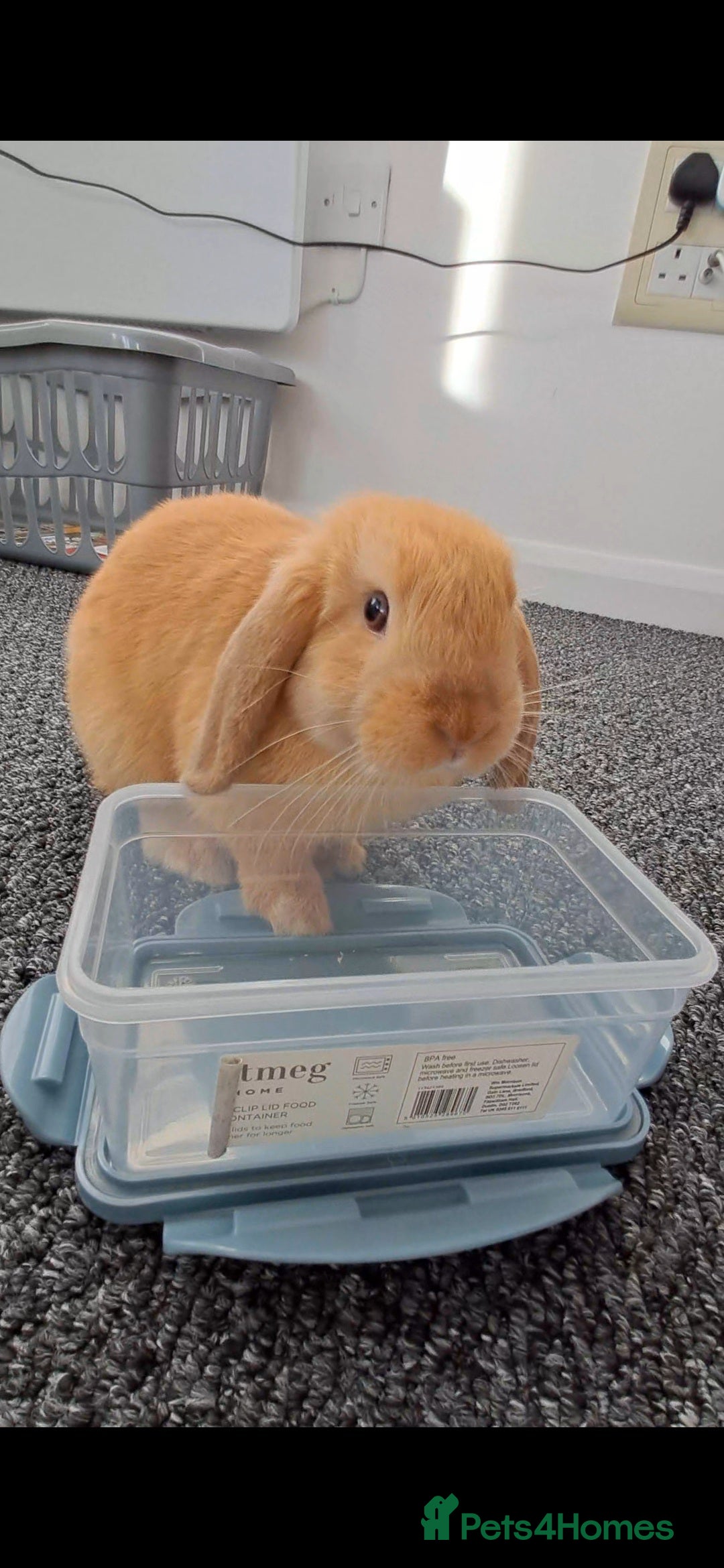 Mini Lop rabbits for sale: Bunny looking for a good home - Image 1
